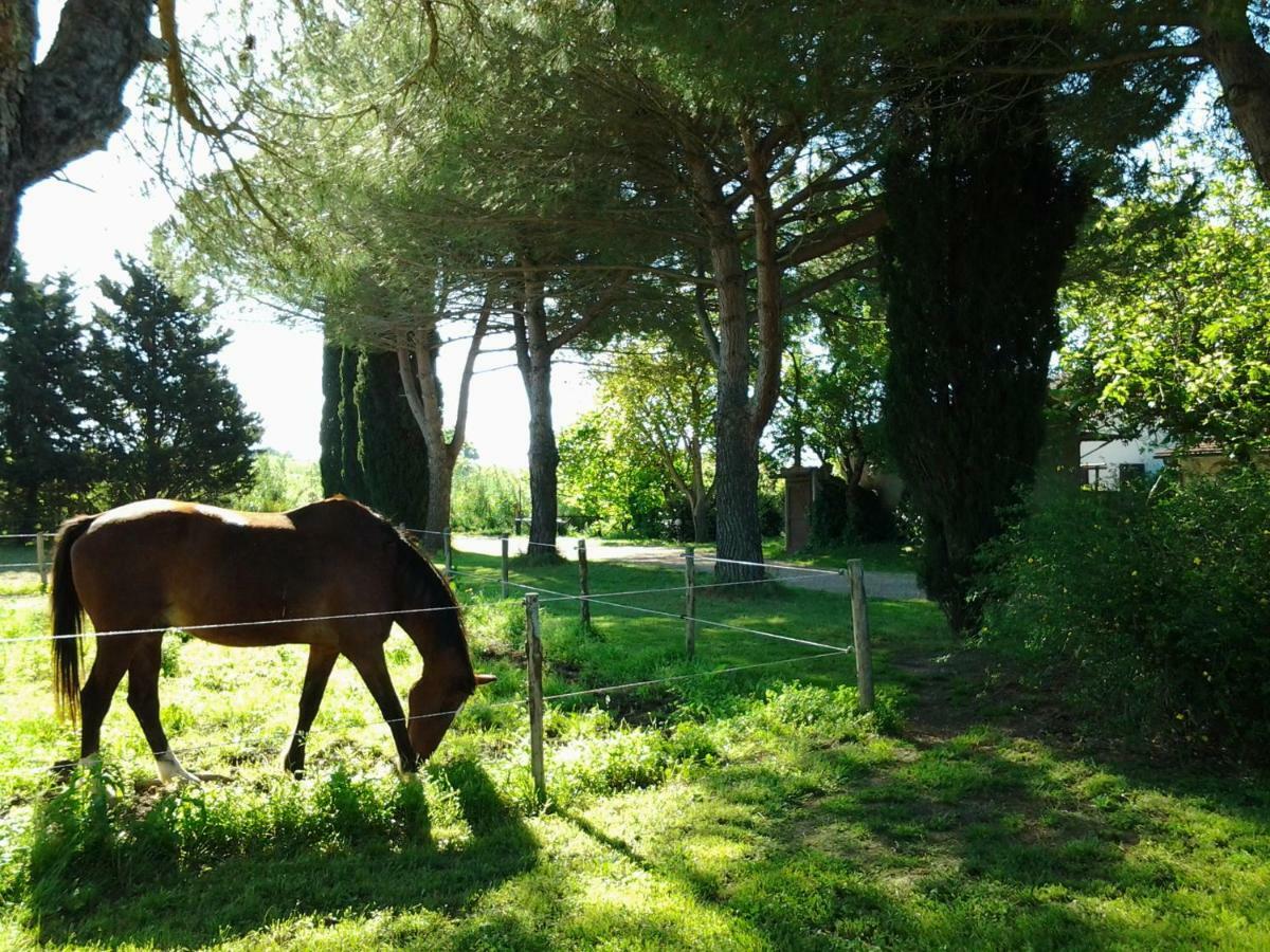 Agriturismo Piana Arborello Hotel Magliano in Toscana Zewnętrze zdjęcie